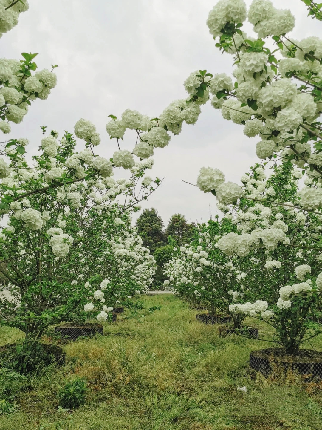 成都白绣球花美景,春天必打卡的樱花海棠花胜地
