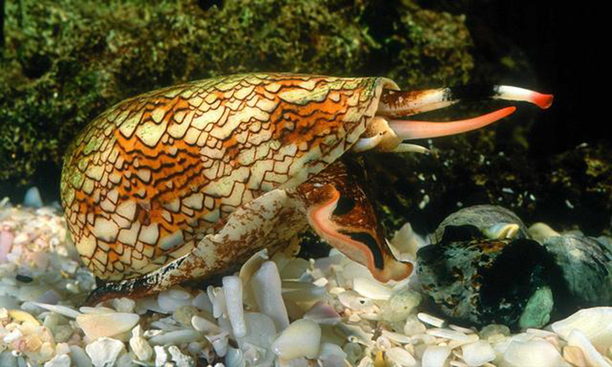 飞速前进的蜗牛：进化速度是哺乳动物的5倍，体内剧毒可毒死成人