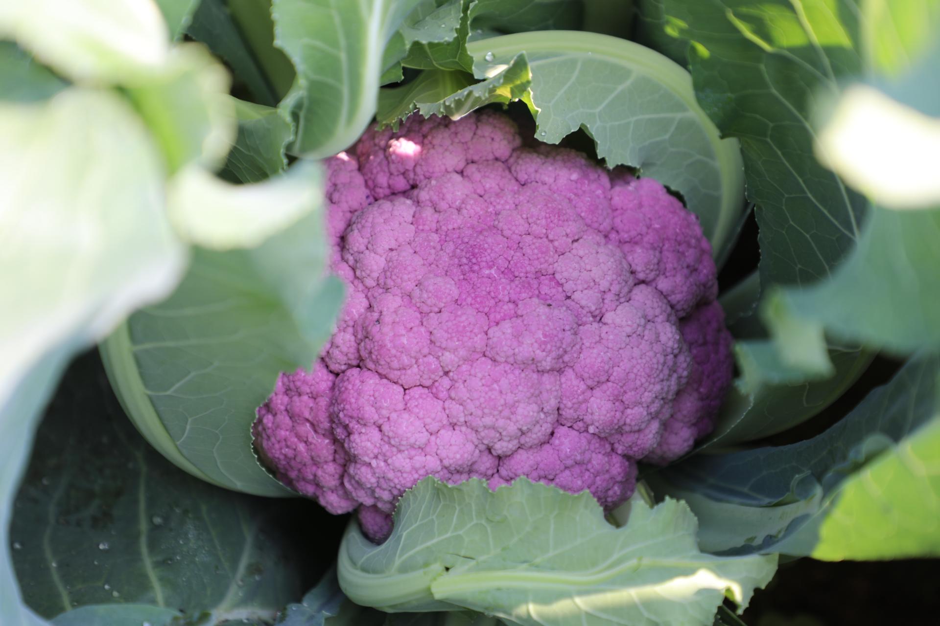 香城镇第一书记服务队：小菜花大收益“金点子”找到“新路子”