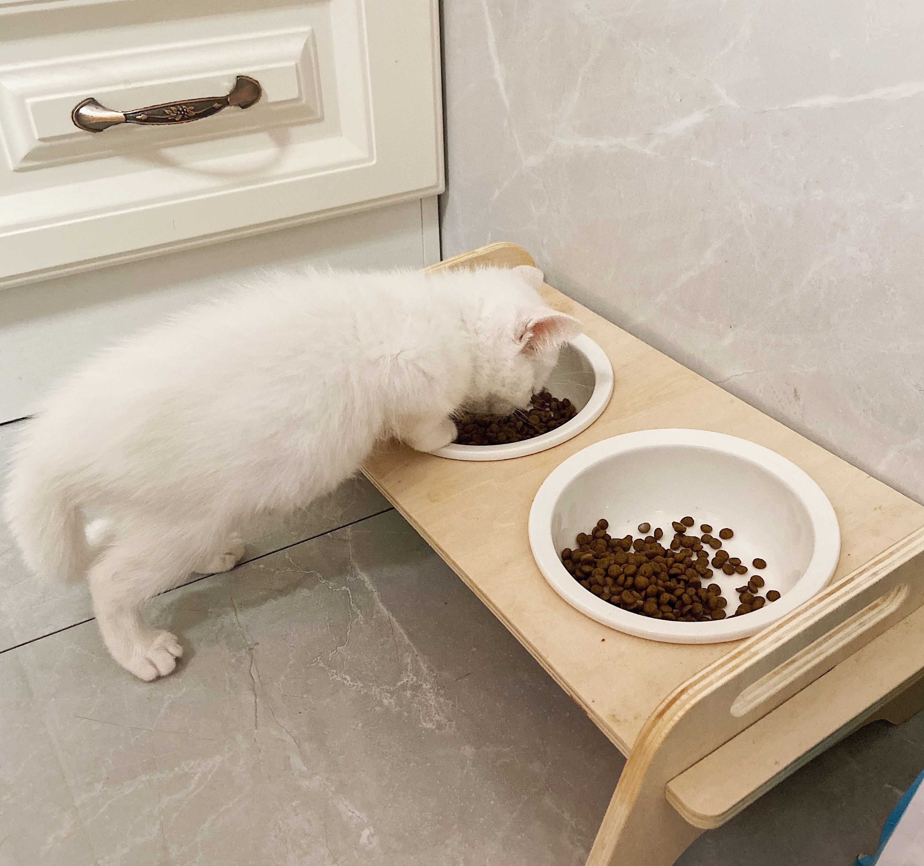 猫咪吃啥可以防止掉毛,猫咪掉毛很严重怎样解决