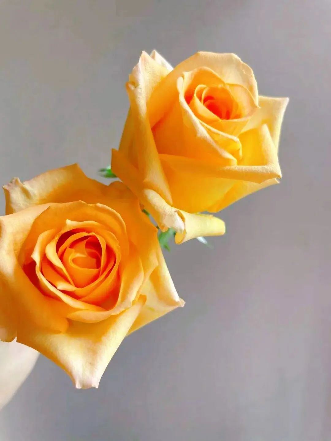 假日公主月季视频,假日公主月季好种吗