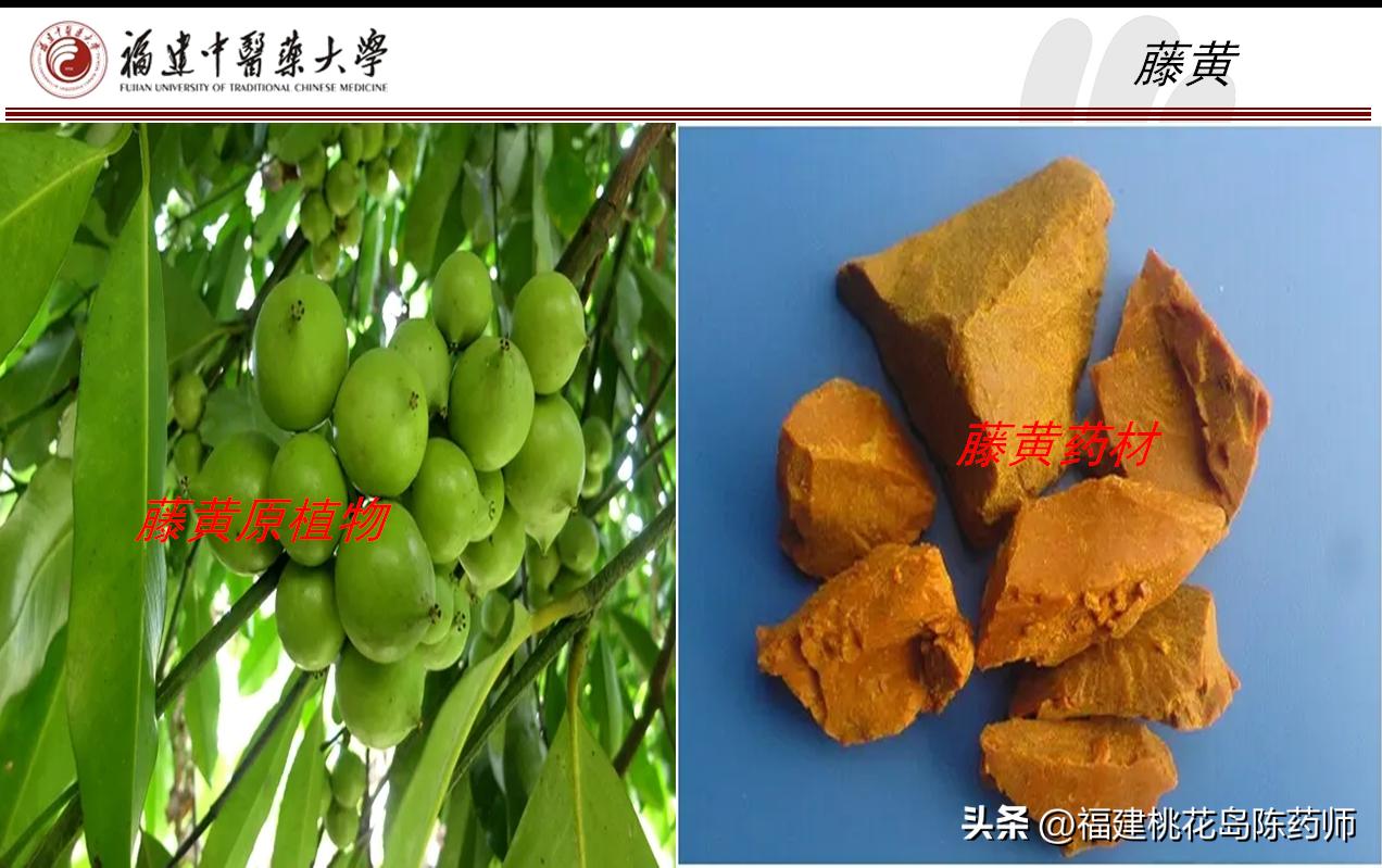 药用植物与有毒植物,植物类有毒中药