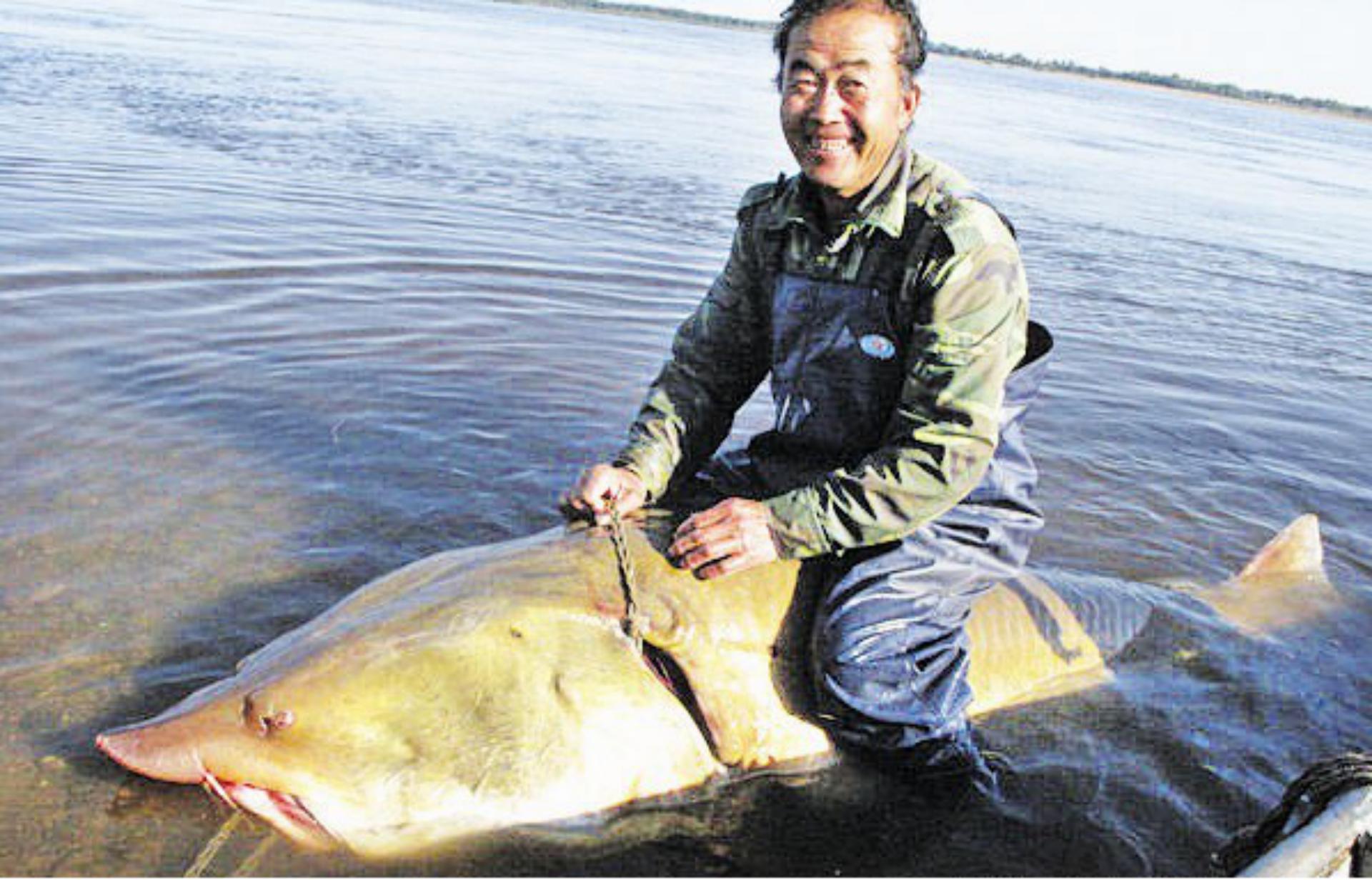 大鳇鱼1030斤现状,黑龙江2000斤鳇鱼是真的吗