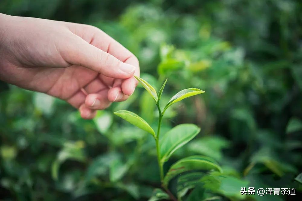 写春天的著名唐诗宋词加赏析,十首描写春天的宋词