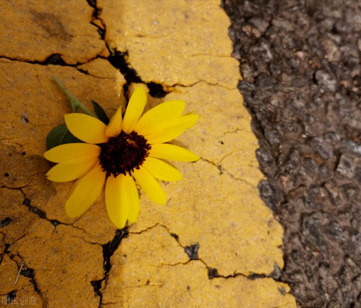 心若向阳5,心若向阳31