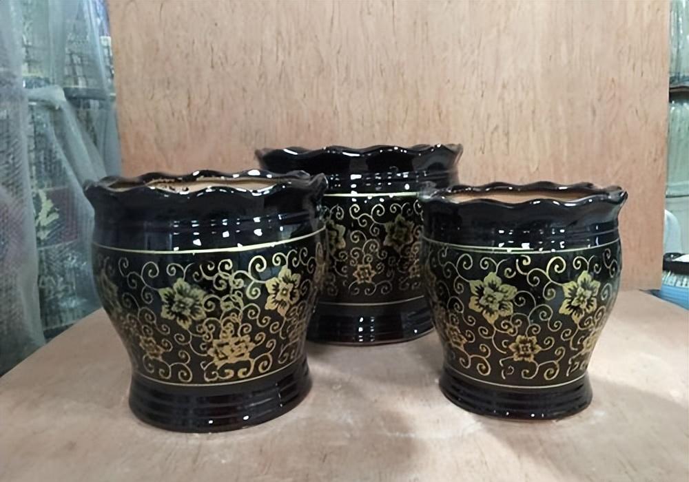 4种花很漂亮好养易活,4种花有阳光就爆盆