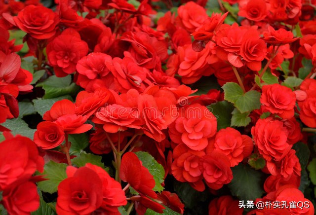 凤仙花种子,凤仙花怎么养