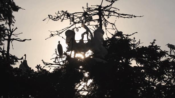 哪里能买到佳能rf800mmf5.6定焦镜头,佳能rf600与佳能rf800mm对比图