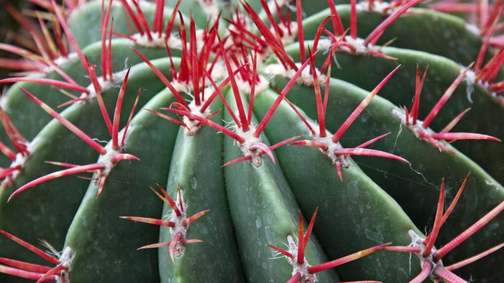 肛裂痔疮引起的便血什么样,痔疮便血跟肛裂便血的区别