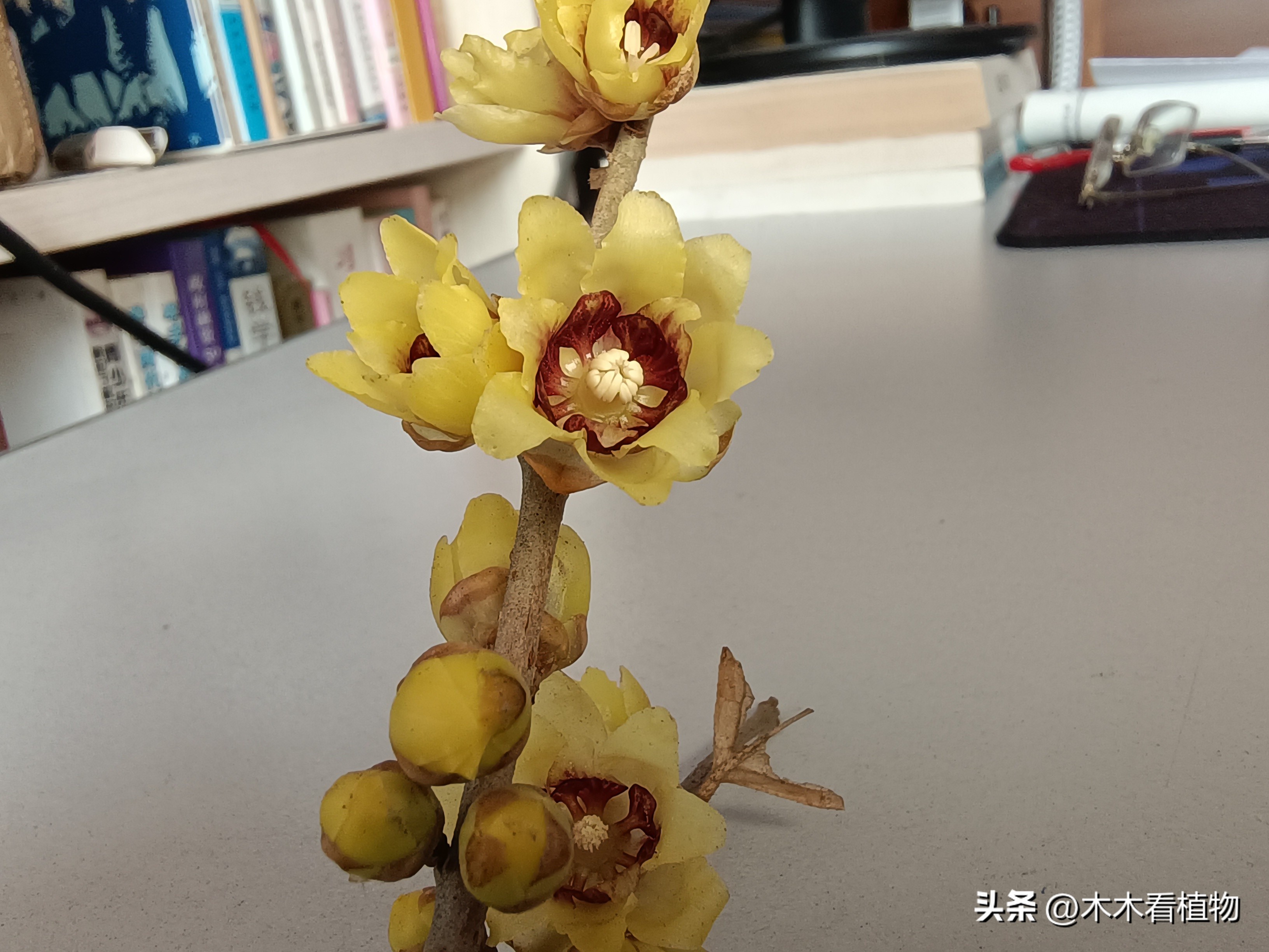 鑵婃鑺辩殑缁勮,鑵婃鑺辩殑缁勮杩囩▼