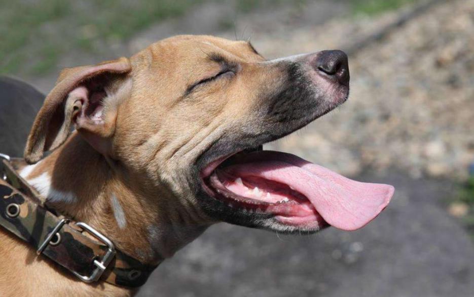 回族不吃猪肉，满族不吃狗肉，汉族不吃什么肉？很多人估计不知道