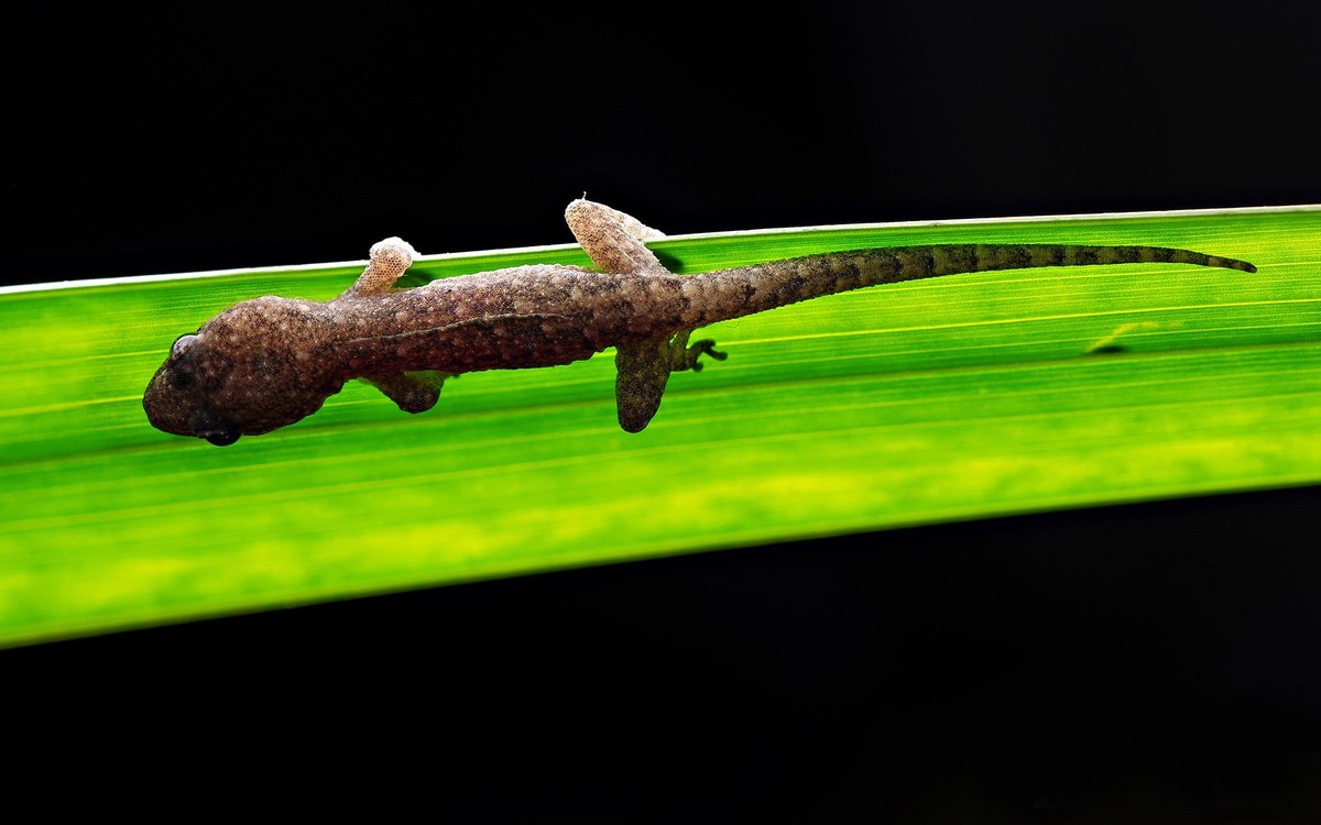 澳洲男子生吞壁虎死亡,澳大利亚男子生吞蜗牛