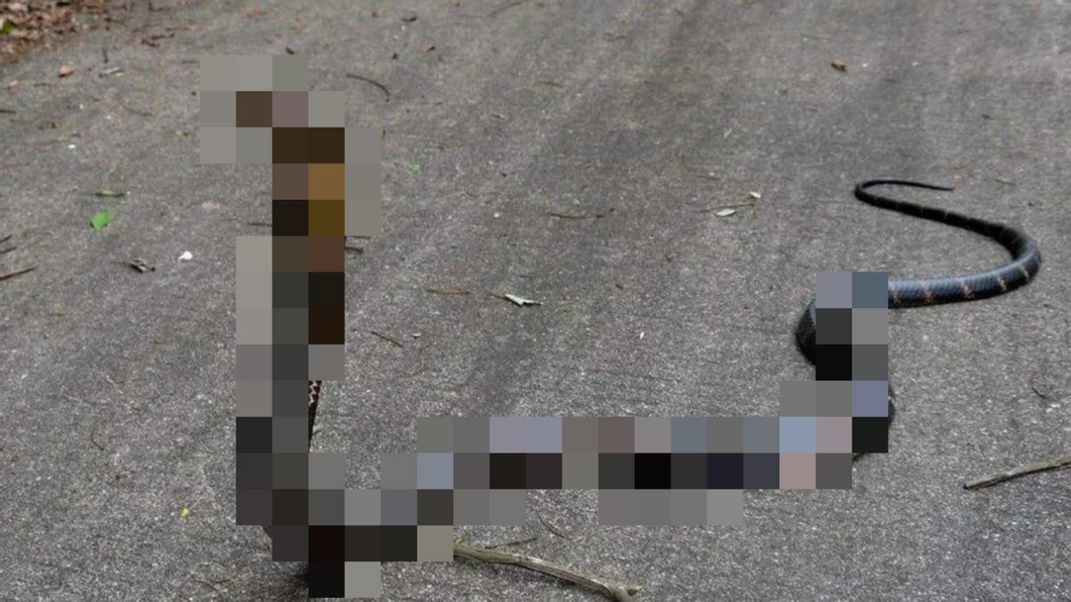 蛇从马桶里面爬出来咬伤人,女子被蛇咬到手上有蛇纹