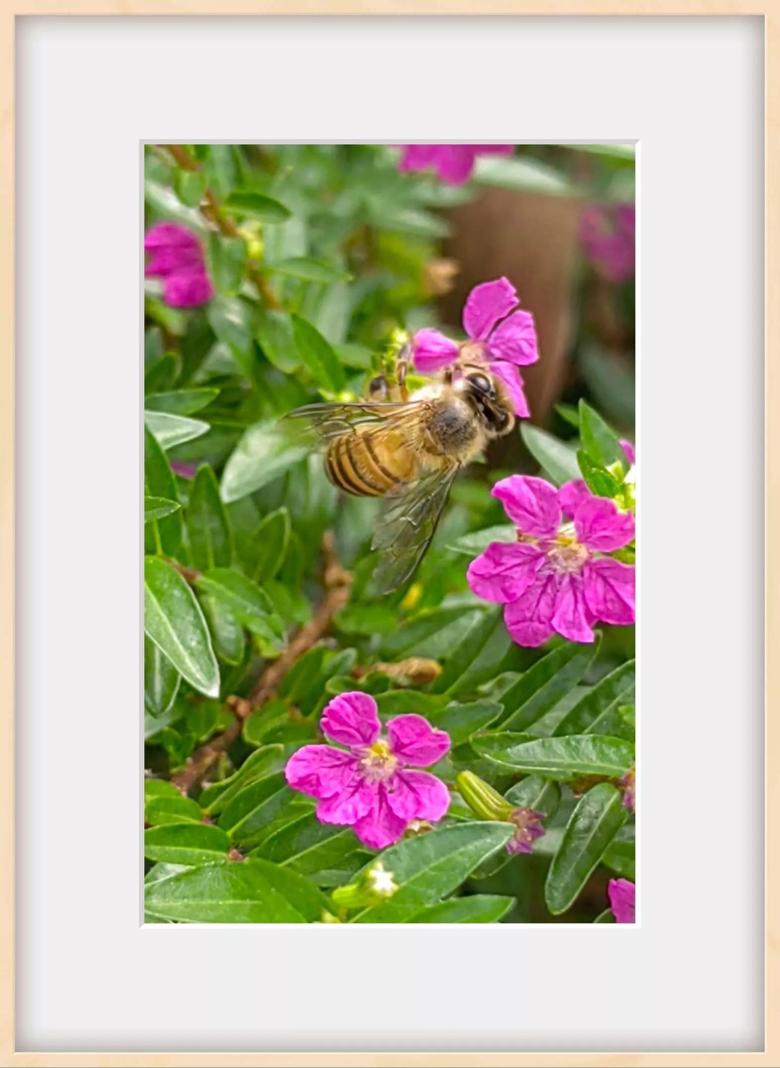 认识各种花的寓意,认识各种花的名称