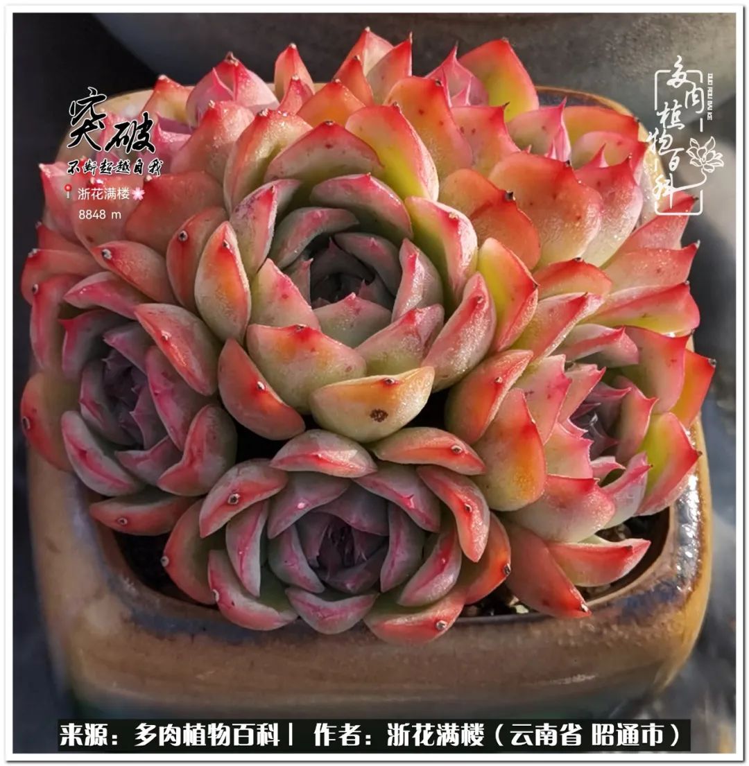 奔跑吧跑步,奔跑吧多肉盆栽