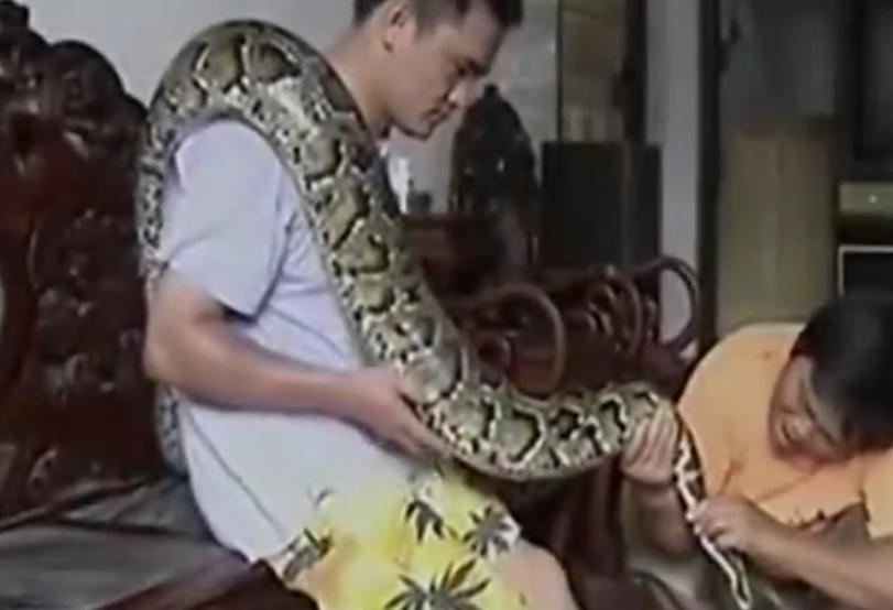 巨蟒为报恩守护十几年,96年海南巨蟒