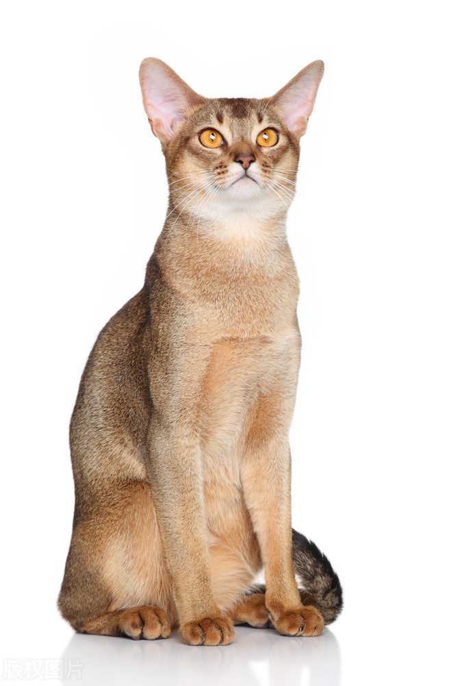 世界猫咪排行榜,世界猫咪品种有哪些