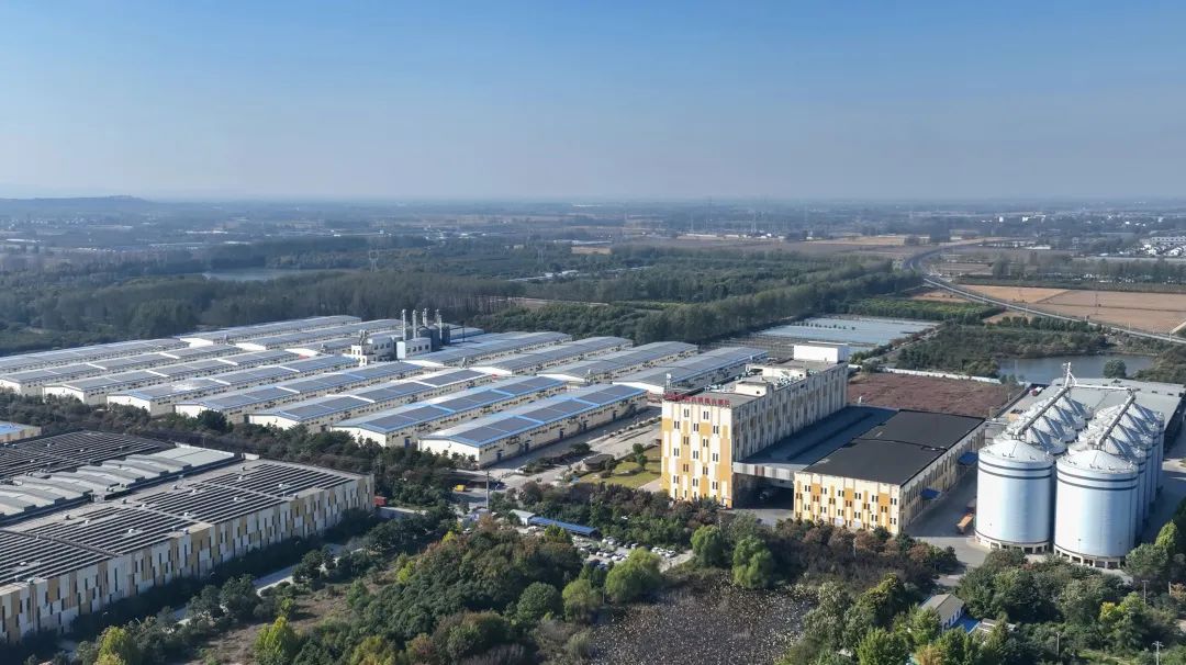 维维六朝松面粉产业有限公司官网,维维六朝松挂面