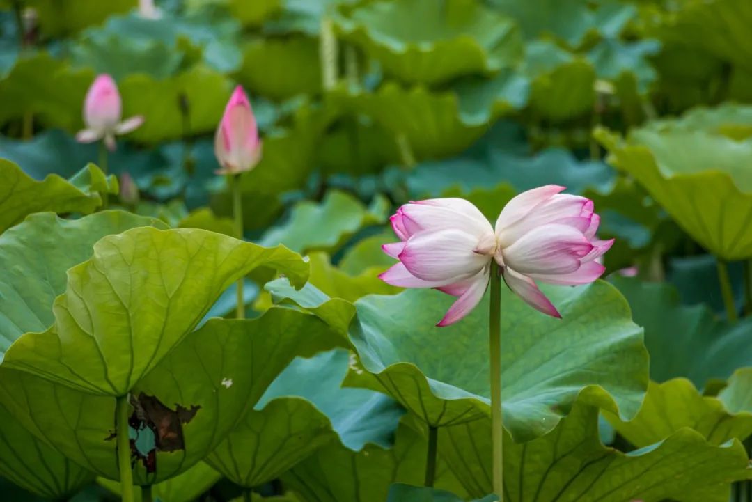 中国最厉害的县城排名,十大县城哪里最好玩