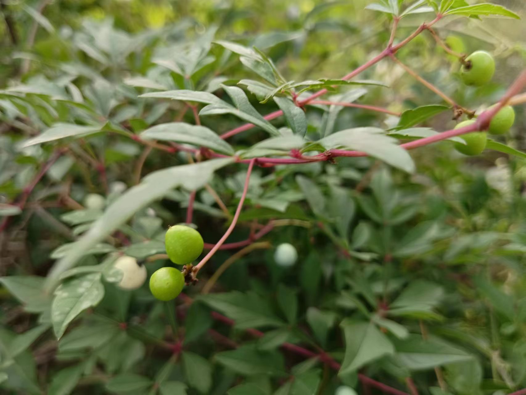 植物有语言或者沟通吗,植物之间是怎么沟通的