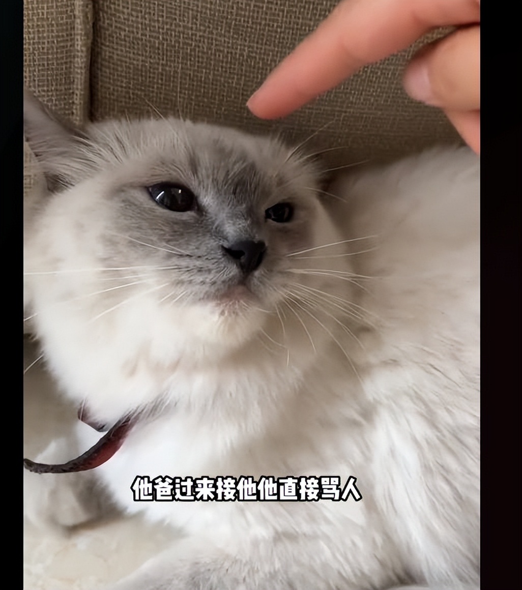 猫咪掉进化粪池被好心小哥救助,猫咪掉卡在树枝被好心人救下