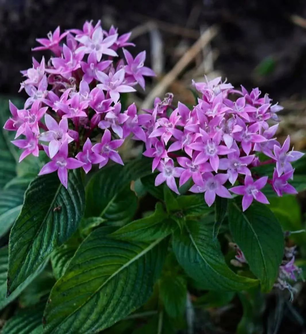 适合夏天养的7种花越晒开花越旺,阳台高温如何养墨兰