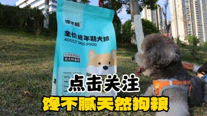 泰迪狗狗口臭什么原因,老年狗狗口臭是什么原因