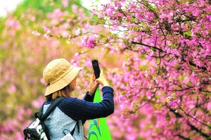 花开贵阳景如画,贵阳漫山遍野都是花的地方
