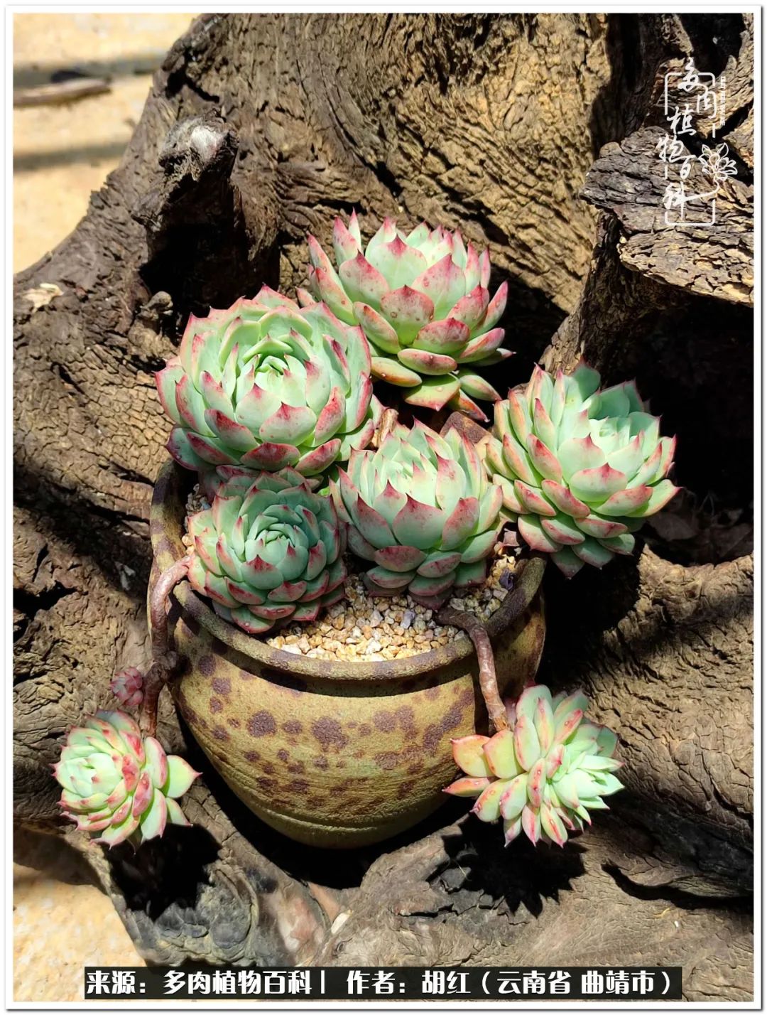 多肉植物里的糖,多肉生活的调味剂