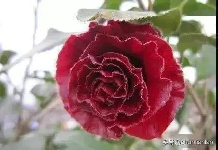 山茶花纯音乐,山茶花