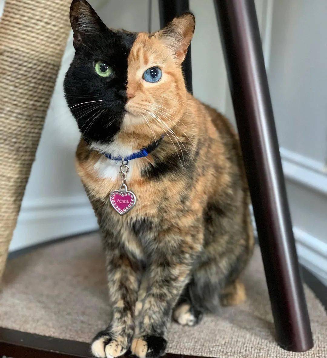 玳瑁猫优点和缺点,玳瑁猫为什么总被遗弃