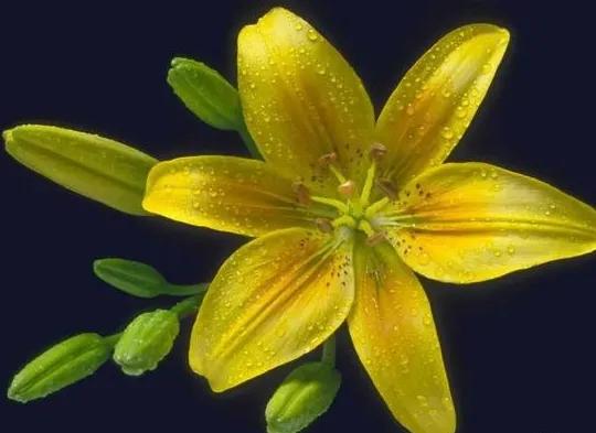 各种形态的花卉,30多种奇异的鲜花供你欣赏收藏