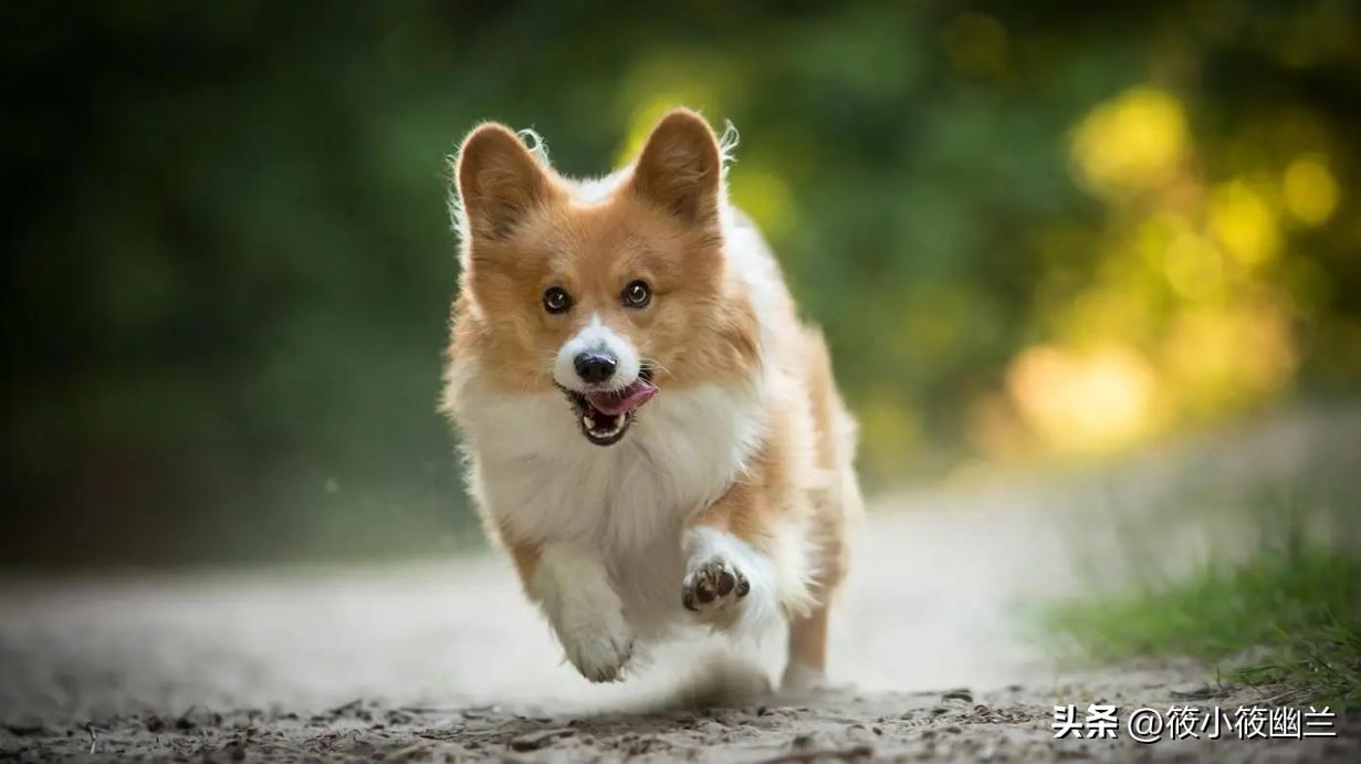 狗狗还小需要户外活动,狗狗还小怎么训练不咬人