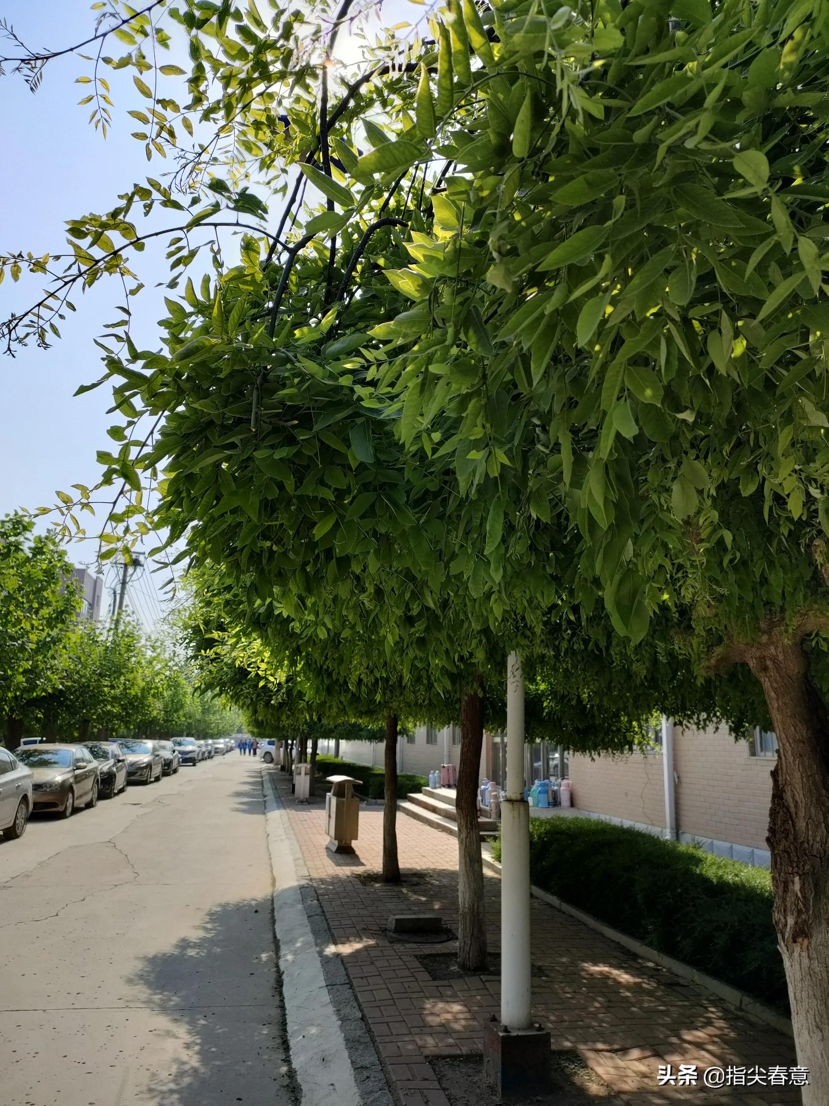 领略世间的姹紫嫣红,视线所及之处尽是葱茏的绿意