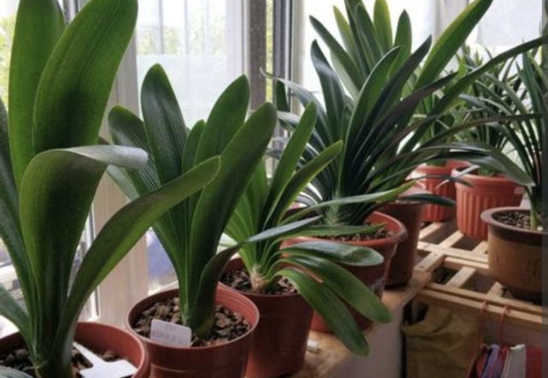 养君子兰怎么养才能尽快开花,君子兰开花期要注意什么花期才长