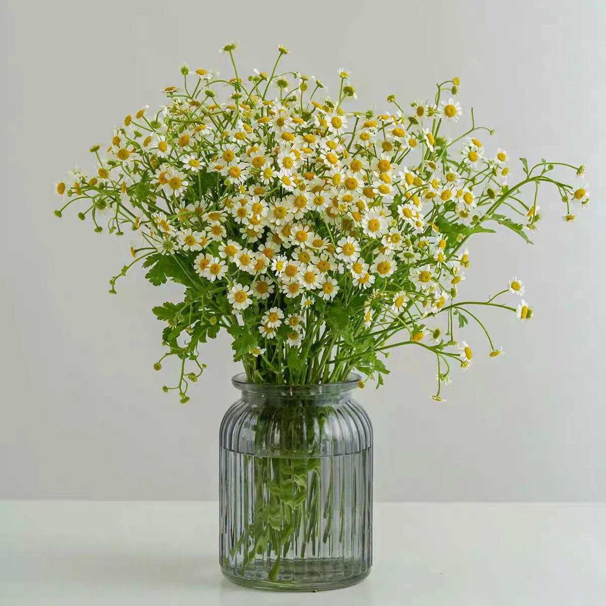 我的植物朋友洋甘菊,每天带你认识一种植物