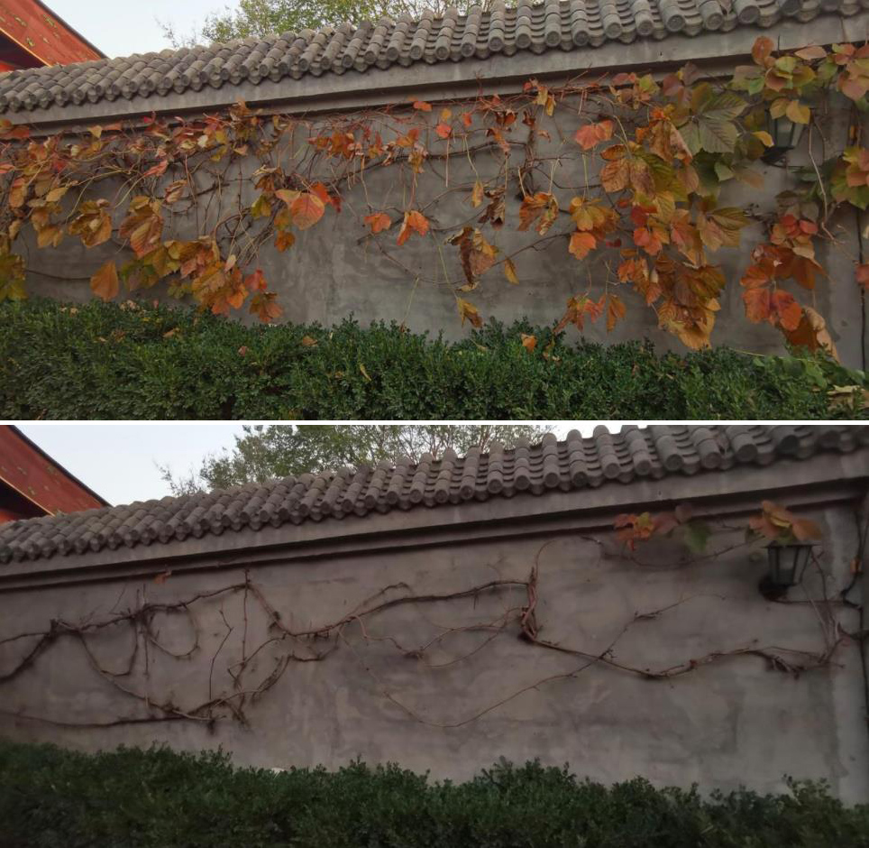 张颂文田园生活,张颂文住的院子什么样子的