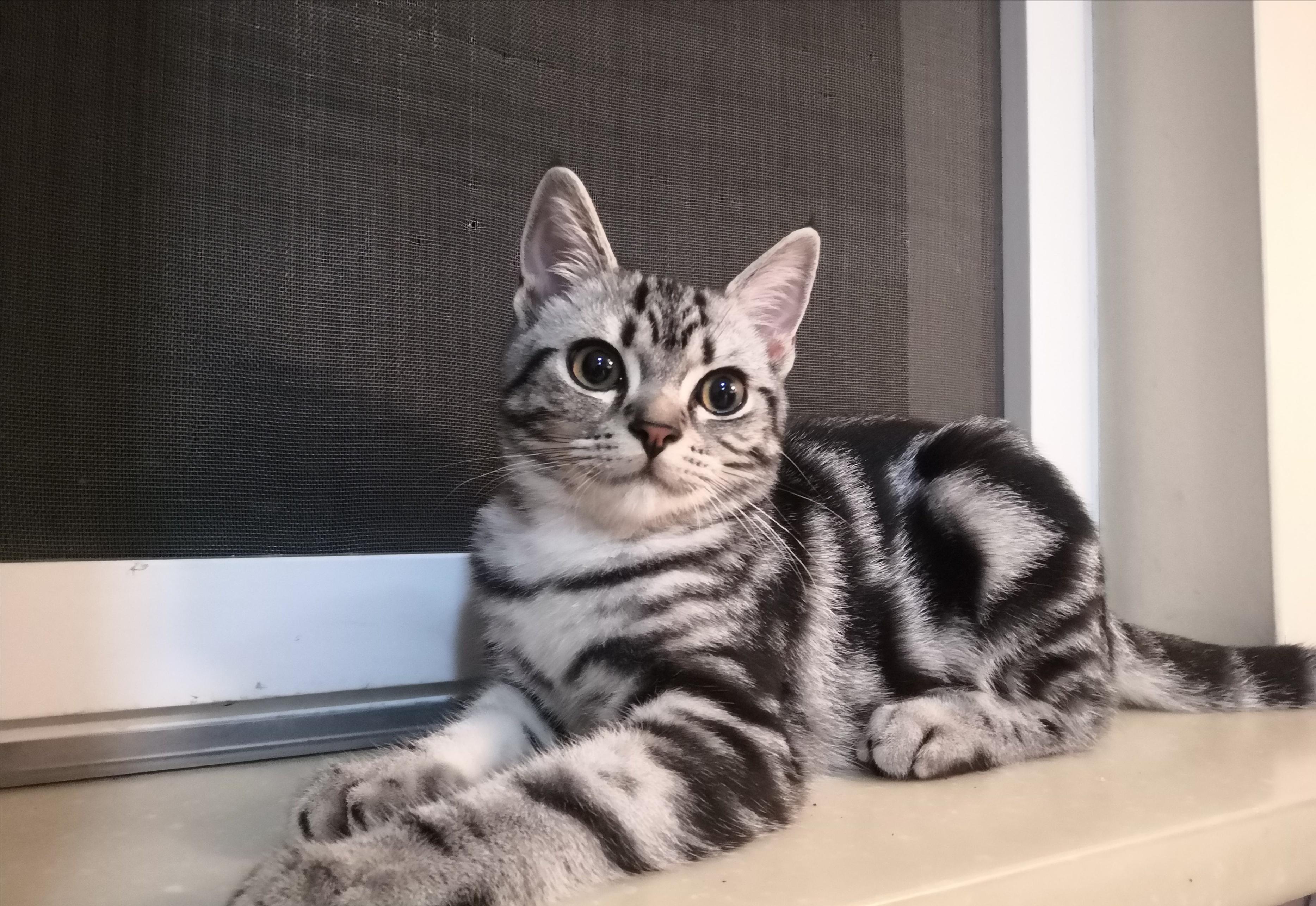 3-6个月的猫咪性格习惯养成,猫咪怎样才能让它变得听话乖巧