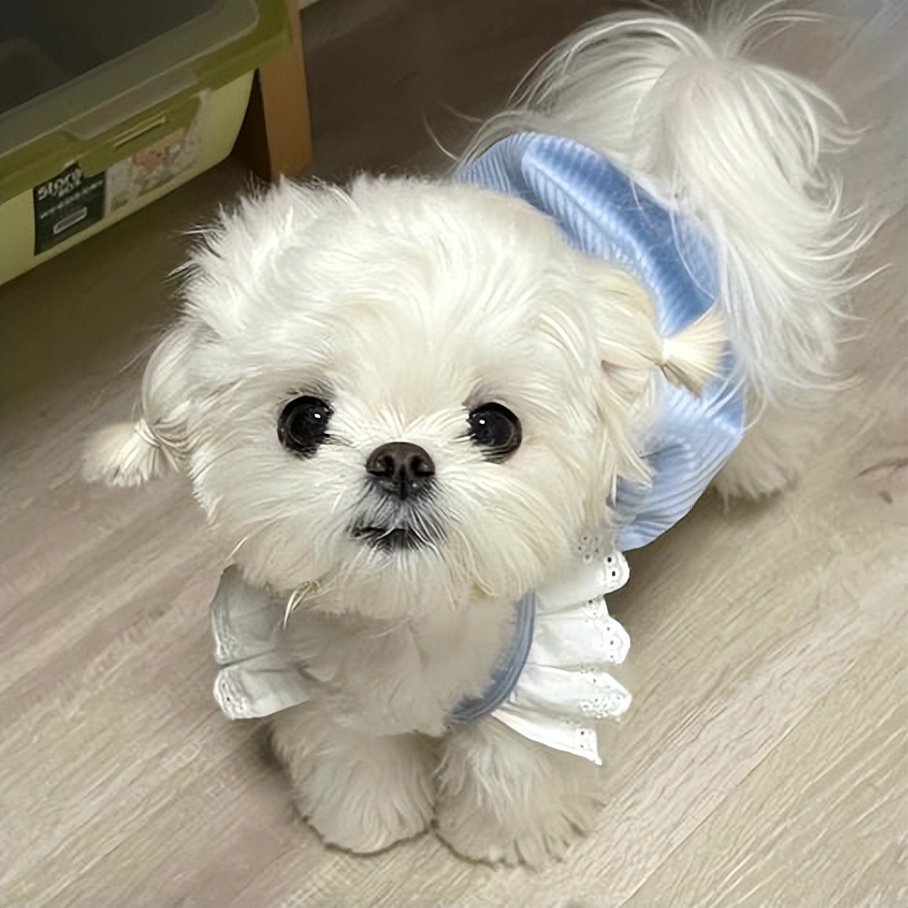 哪种狗不掉毛无体臭,公认最温顺的7种狗根本没脾气