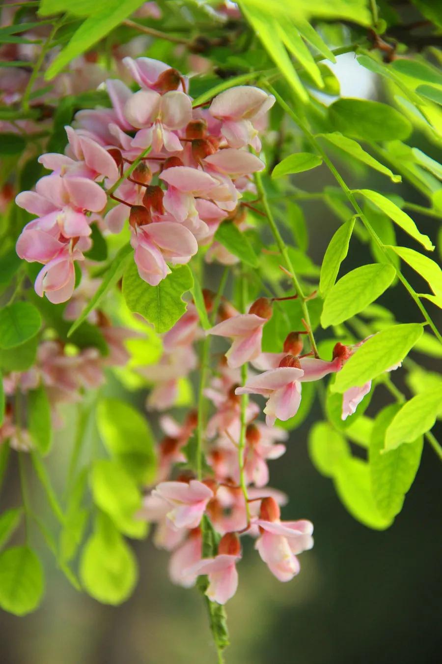 忆老家那棵洋槐树洋槐花盛开阵阵扑鼻香