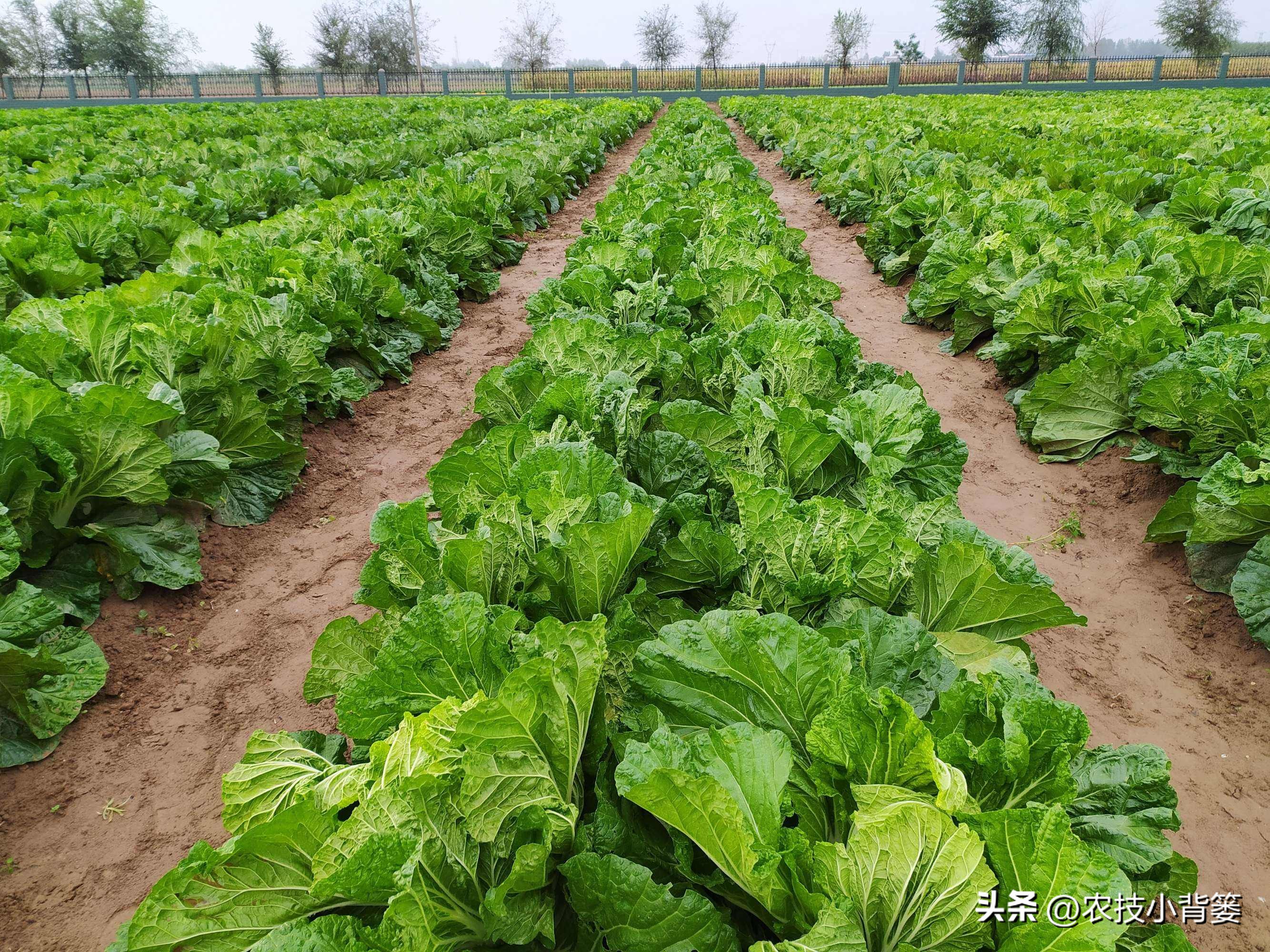 大白菜软腐病怎么防效果好,怎么预防大白菜软腐烂根病