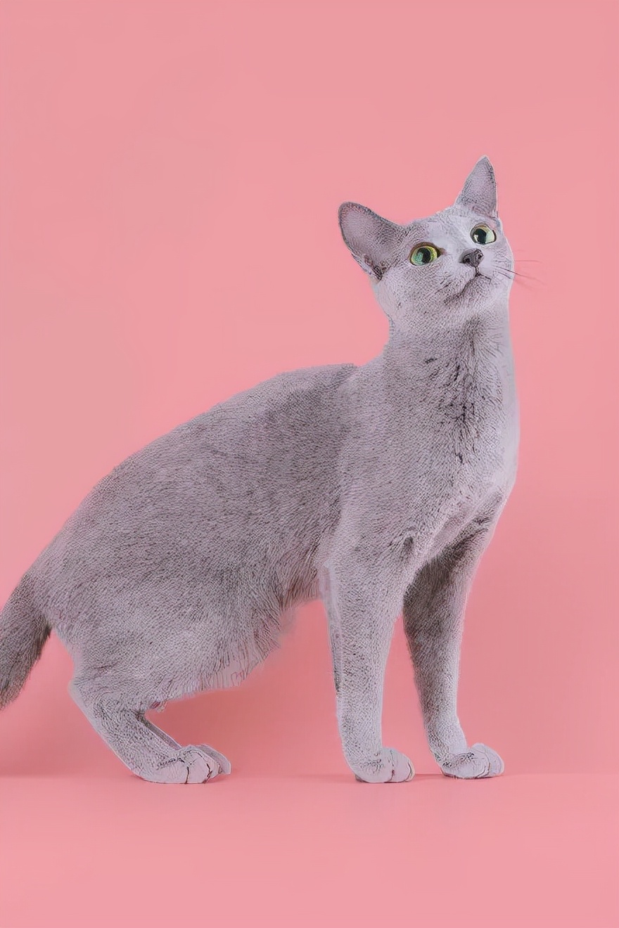 制裁猫咪小视频,制裁猫咪三个手段