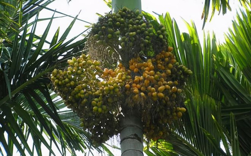 恶魔果实槟榔,槟榔恶魔果