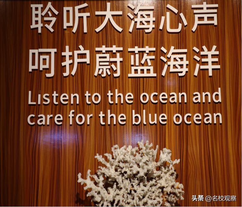 蔚蓝做苍穹，鱼儿变繁星！新川学子，走进浩海立方，探秘无限海洋