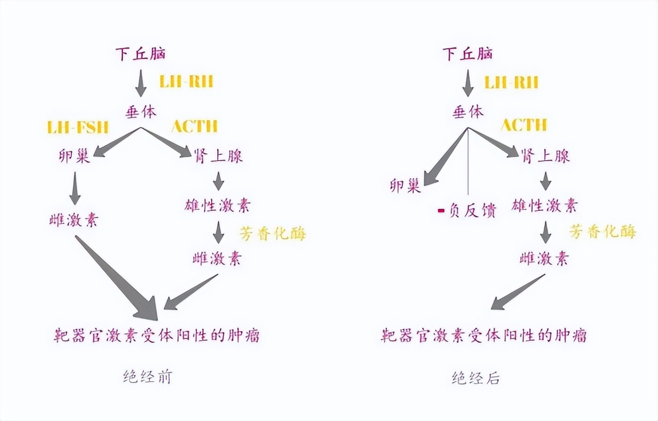 什么叫恶性肿瘤内分泌治疗,肿瘤内分泌治疗的药物有哪些