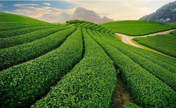 茶的发源和历史简介,茶的品种与茶树有关吗