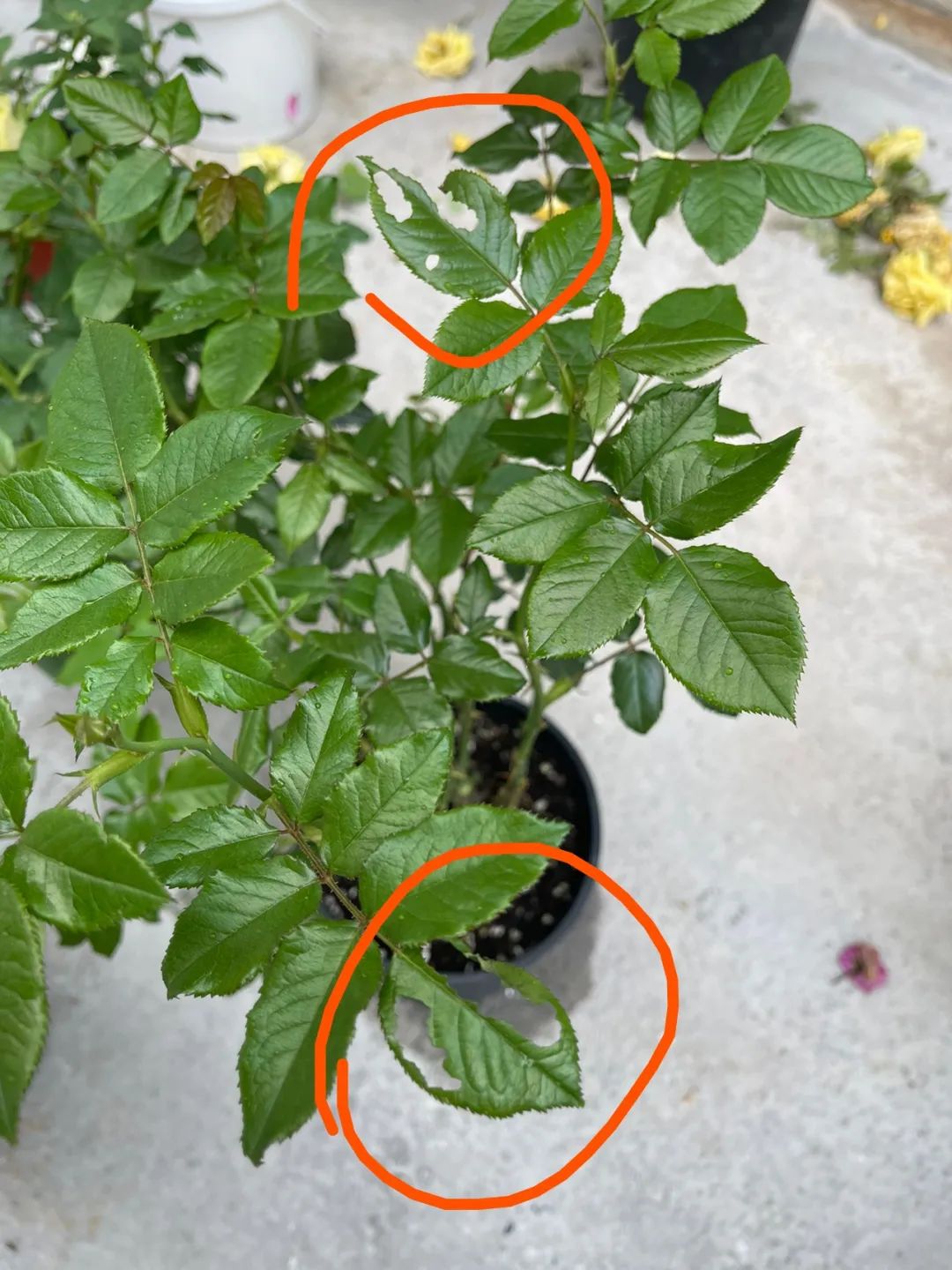 种的花被虫子啃了怎么办,海棠花有虫咬怎么办