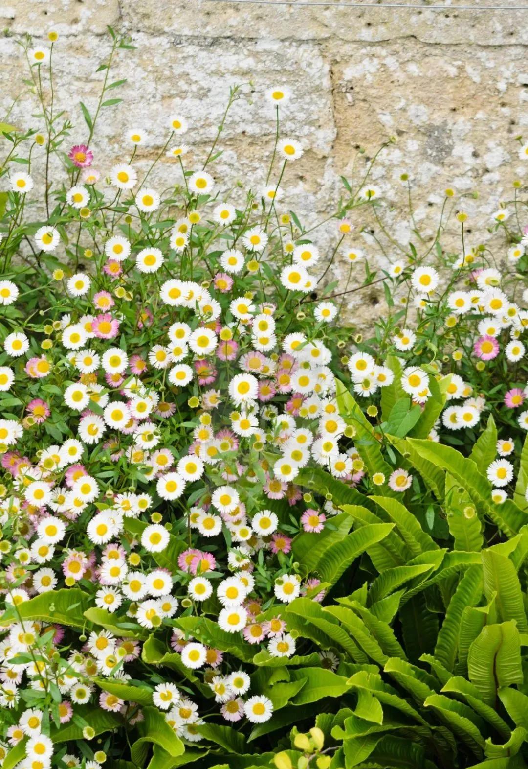 花园适合种的植物,在花园种植哪些植物比较适合