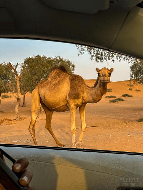 阿联酋丽思卡尔顿,阿联酋野奢帐篷