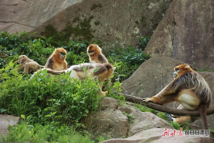 金猴传奇天命战域,金猴传奇烈火之力